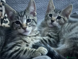 Maine Coon cats - Advert 15