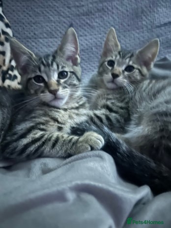 Maine Coon cats - Advert 5