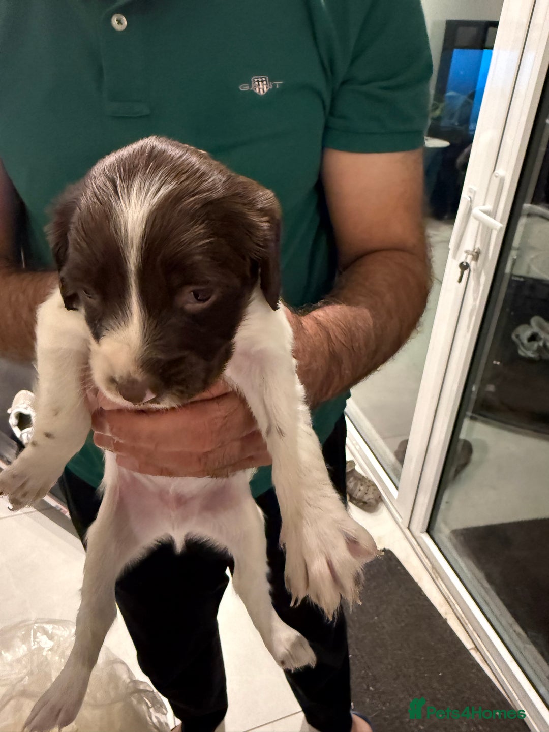 English Springer Spaniel dogs for sale: Working English Springer Spaniel  - Image 8