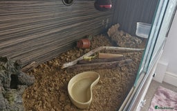 Leopard Gecko reptiles for sale: Leopard Gecko - Image 3