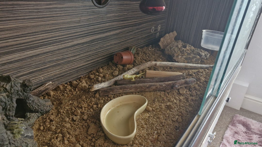 Leopard Gecko reptiles for sale: Leopard Gecko - Image 3