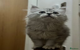 Napoleon cats for sale: 1 boy & 2 girls minuet kittens ready for new home - Advert 7