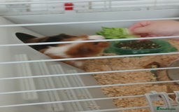 Guinea Pig rodents for sale: Two male guinea pigs needing good home - Image 4