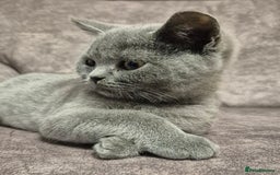 British Shorthair cats for sale: **Stunning TICA Registered Blue male** - Image 5