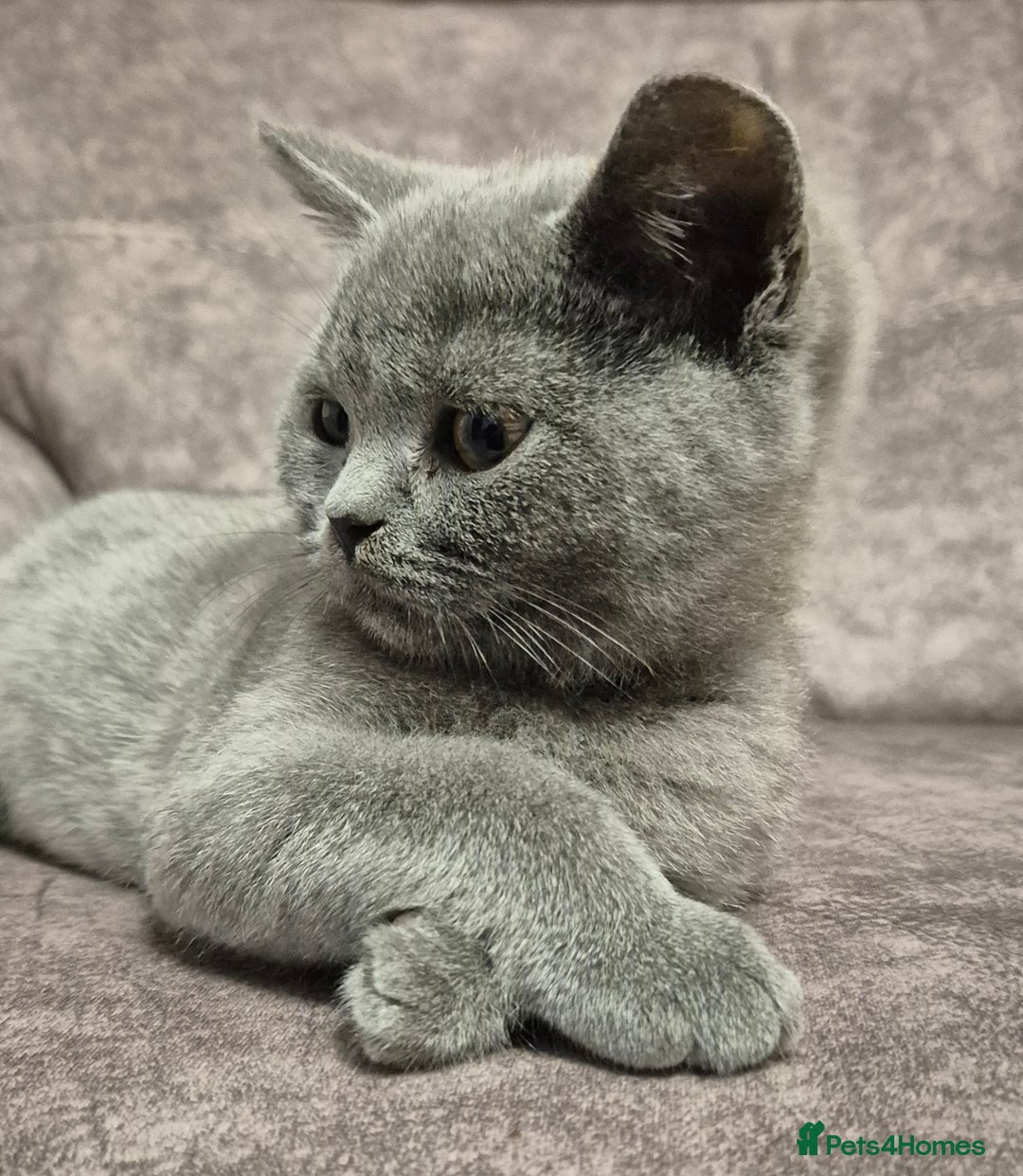 British Shorthair cats for sale: **Stunning TICA Registered Blue male** - Image 5