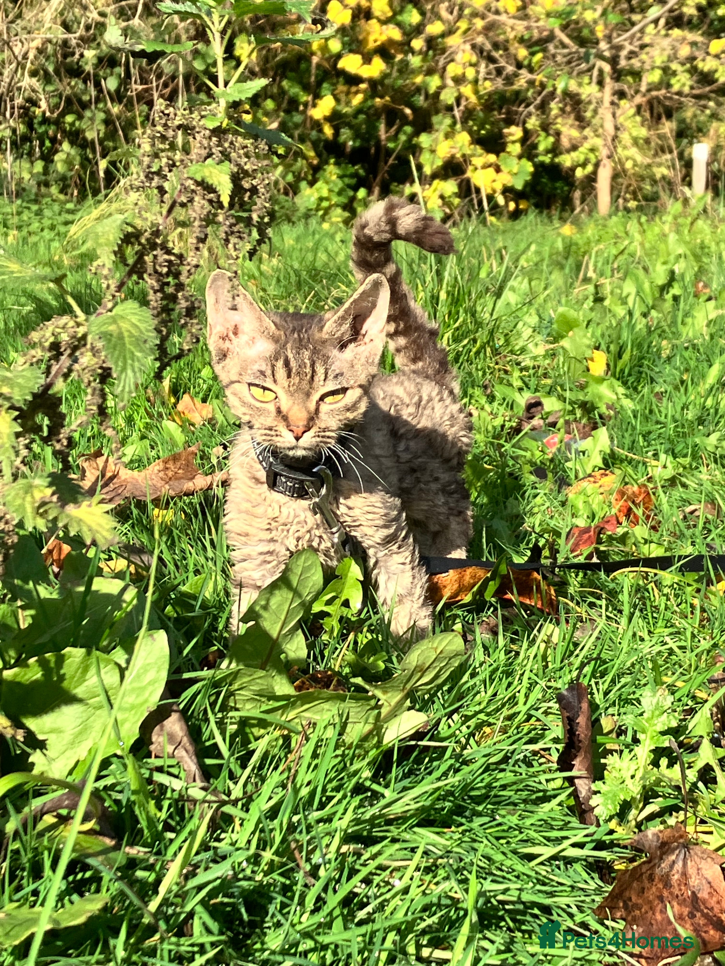 Devon Rex cats GCCF registered - Devon Rex Kittens - Advert 1