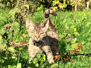 Devon Rex cats GCCF registered - Devon Rex Kittens - Advert 1