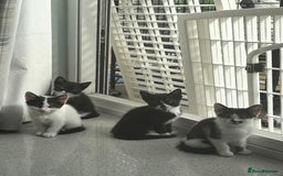 Mixed Breed cats for sale: Domestic cats  - Image 18