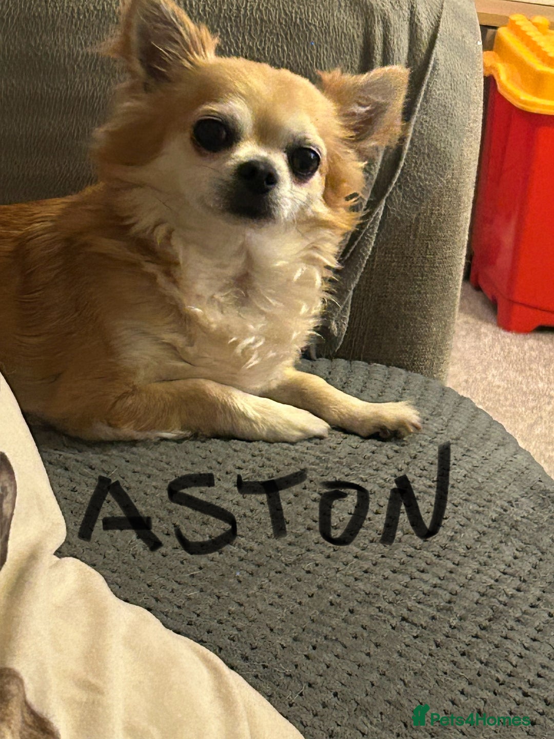 Chihuahua dogs for sale: Father and son chihuahuas  - Image 7