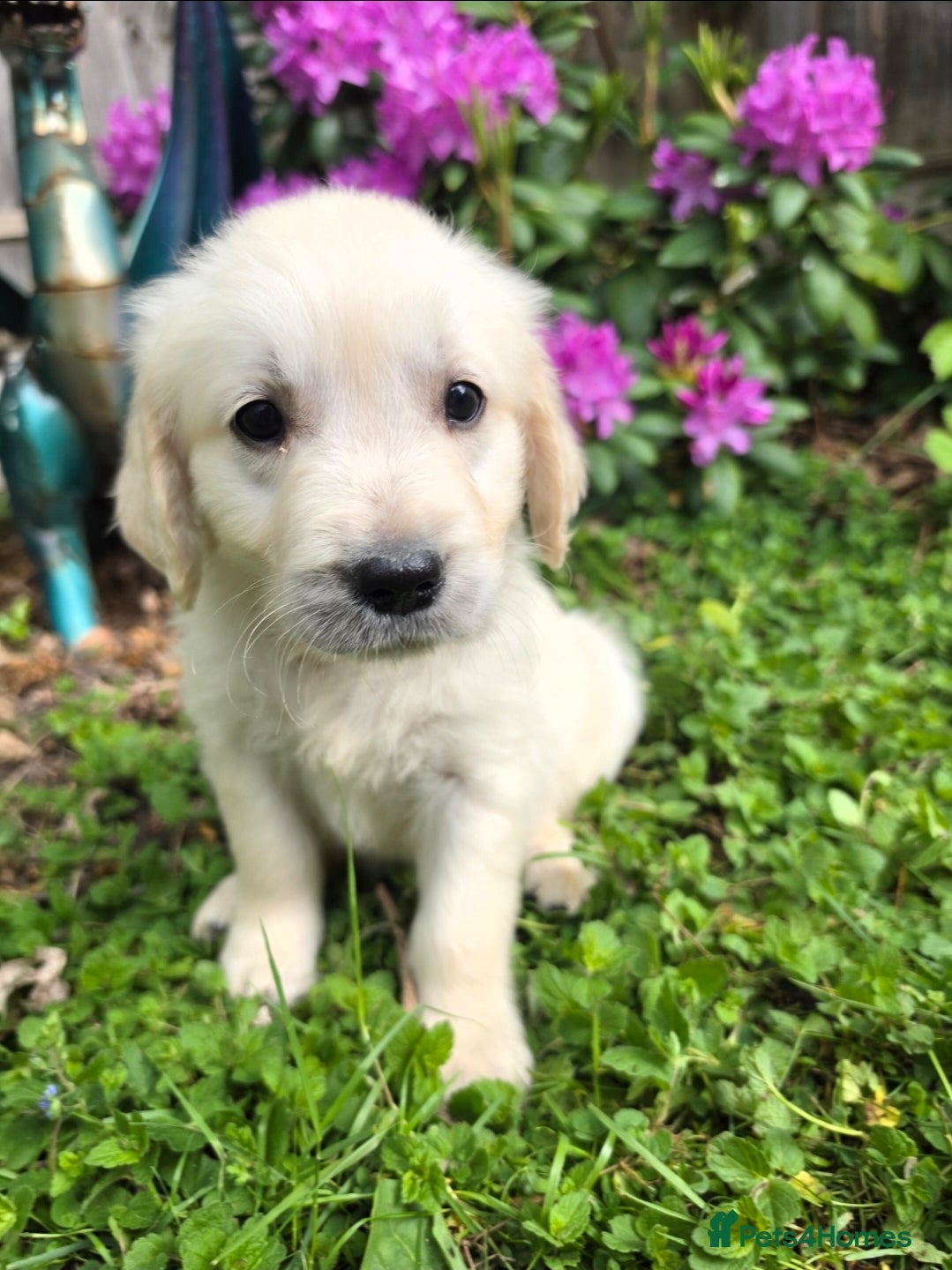Golden Retriever dogs Cream Male Golden Retrievers - Advert 6