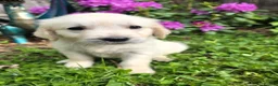 Golden Retriever dogs for sale: Cream Male Golden Retrievers - Advert 1