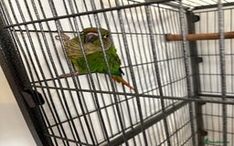 Conures birds for sale: Conure for sale - Image 5