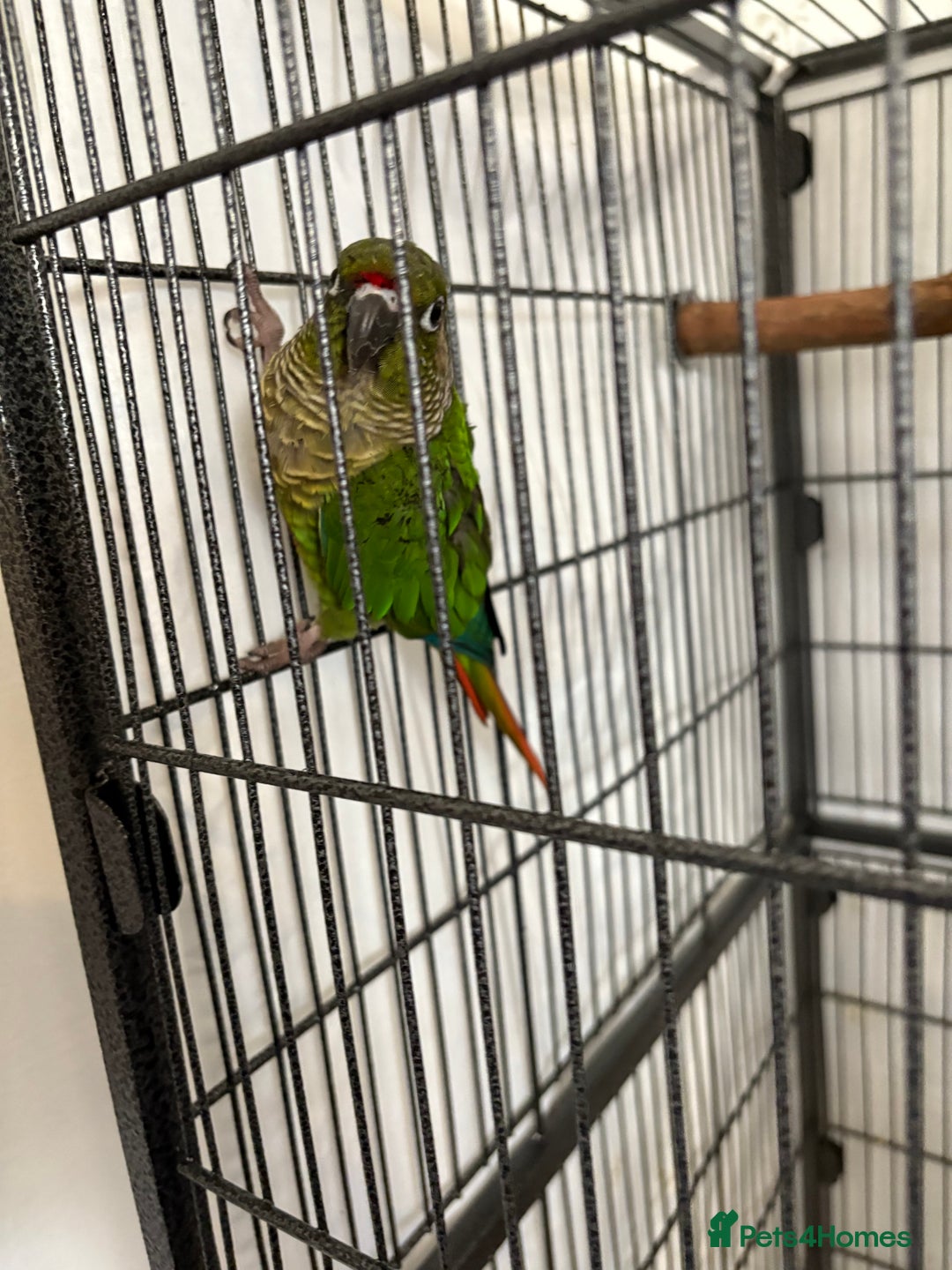 Conures birds for sale: Conure for sale - Image 5
