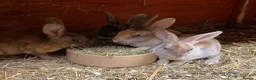Rex rabbits for sale: Mini Rex  - Advert 4