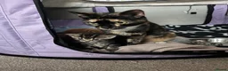 Domestic Shorthair cats for sale: Beautiful male kittens  - Advert 2