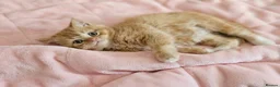 British Shorthair cats for sale: Adorable Kittens Ready For Reservation  in Leamington Spa - Advert 14