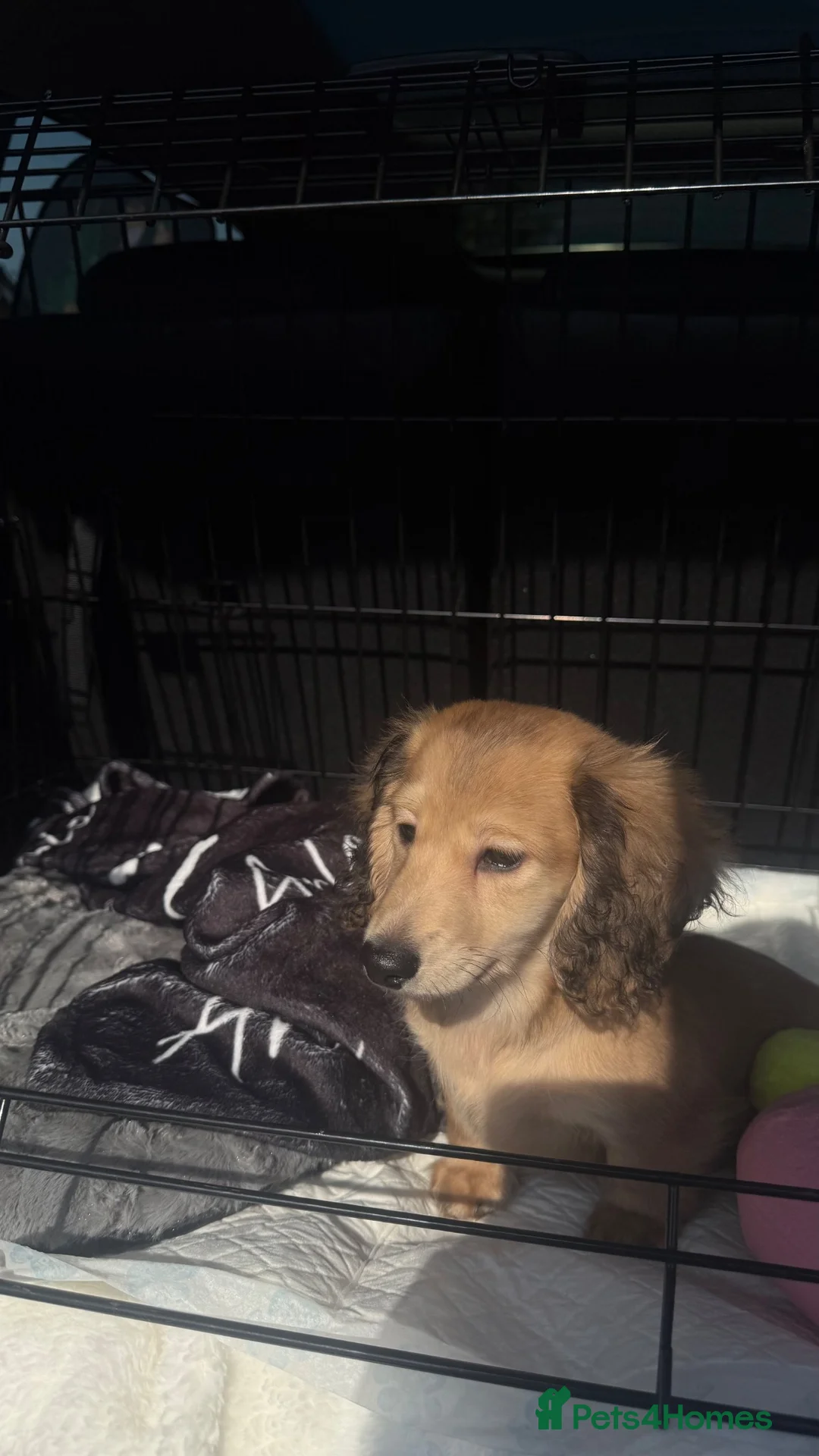 Miniature Dachshund dogs for sale: Arlo : 7-Month-Old Long Haired Miniature Dachshund - Advert 14