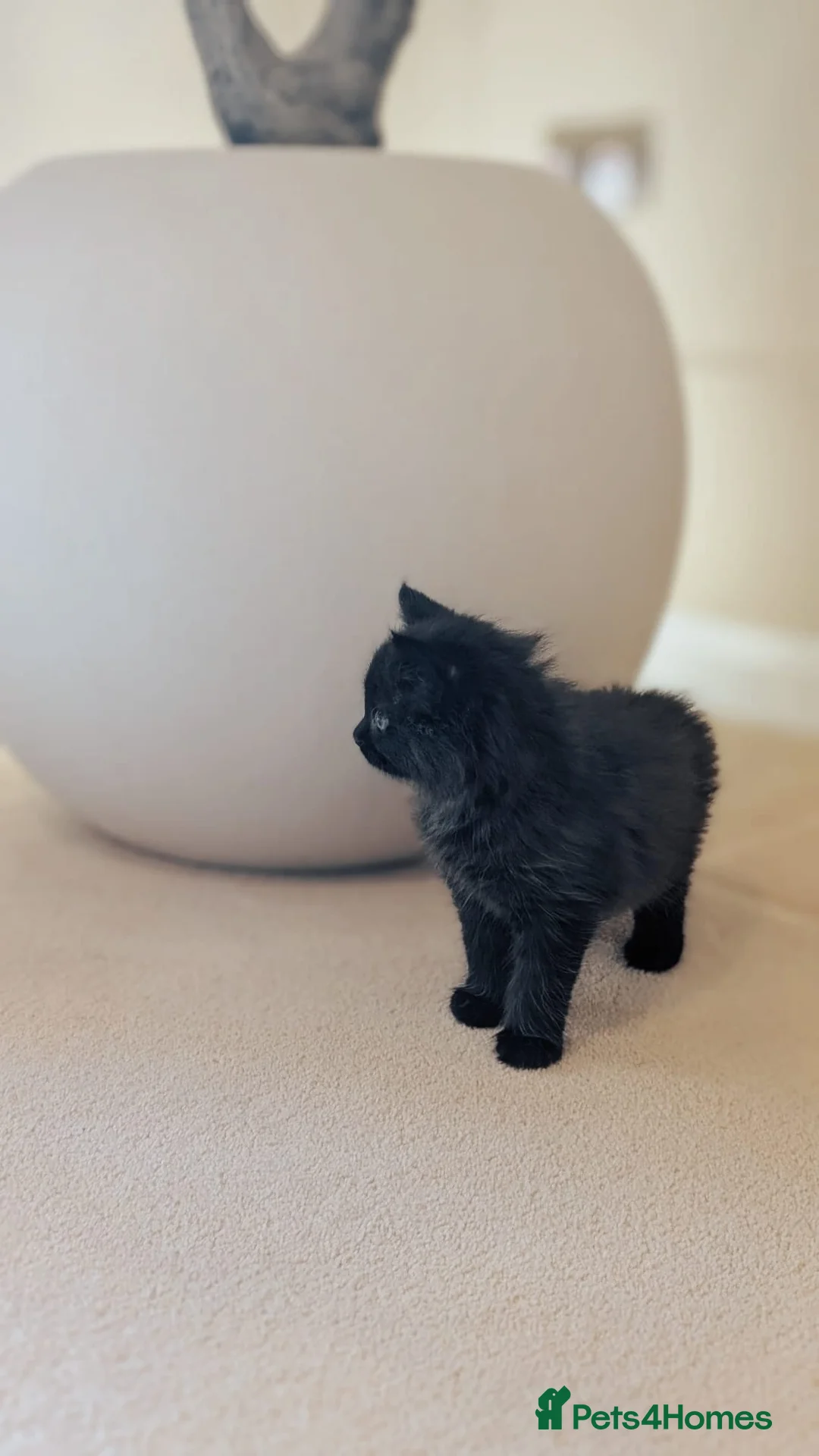 Siberian cats for sale: 🐾 Stunning Purebred Siberian Kittens–Ready Now 🐾 in Coventry - Advert 13