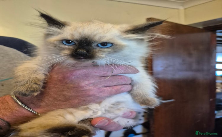 Ragdoll cats - Advert 2