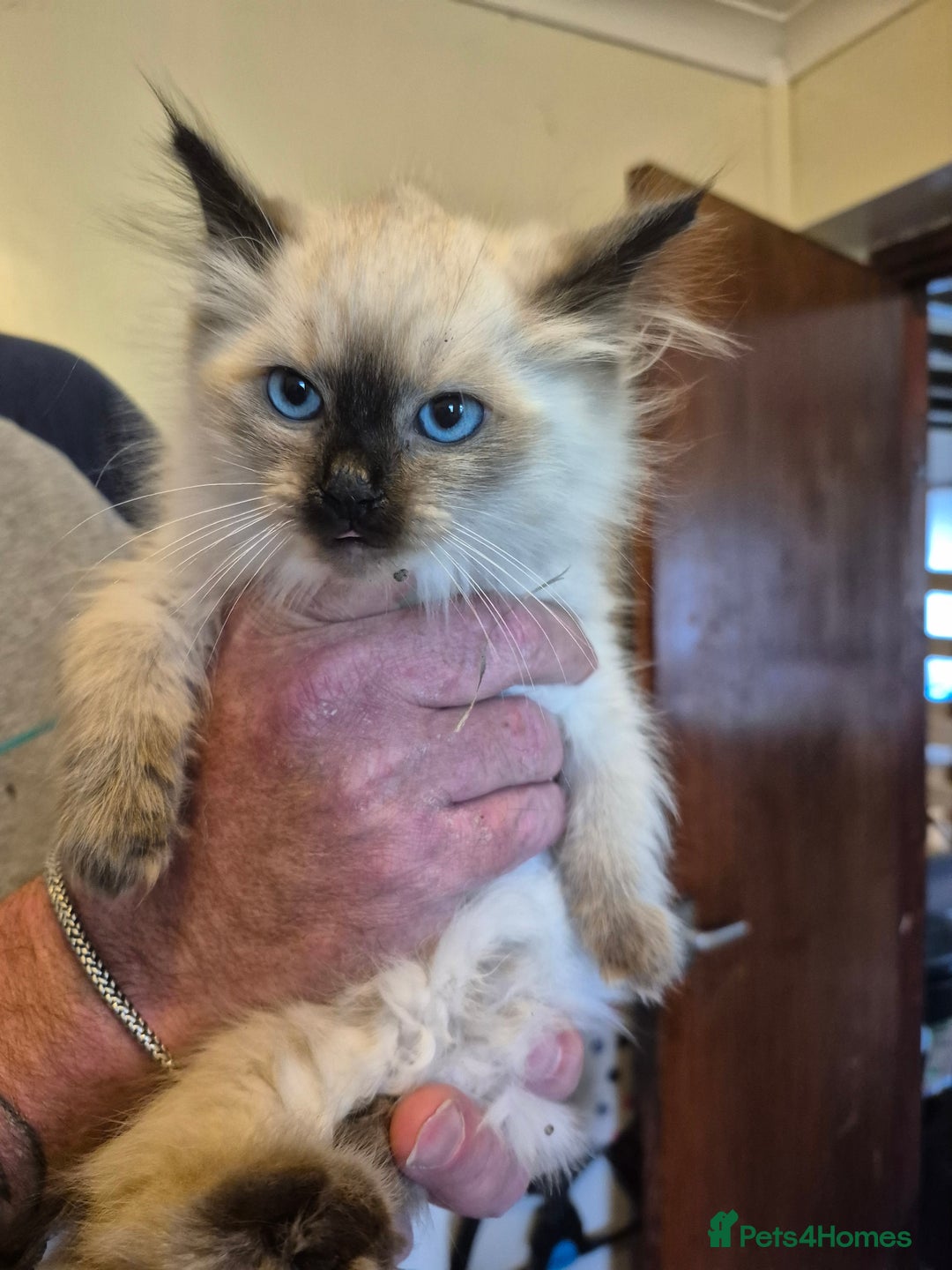 Ragdoll cats for sale: Ragdoll kitten girl  - Image 1