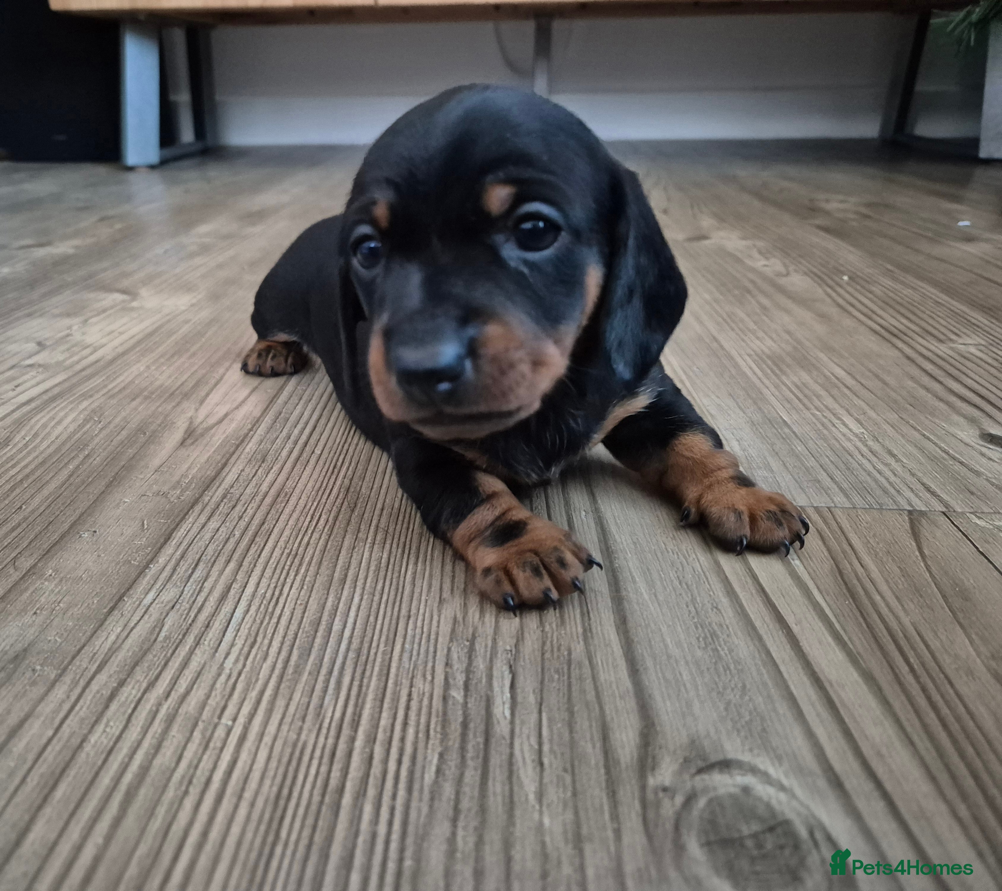 Miniature Dachshund dogs Beautiful Black & Tan Miniature Dachund Puppies - Advert 3