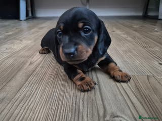 Miniature Dachshund dogs Beautiful Black & Tan Miniature Dachund Pup - Advert 9
