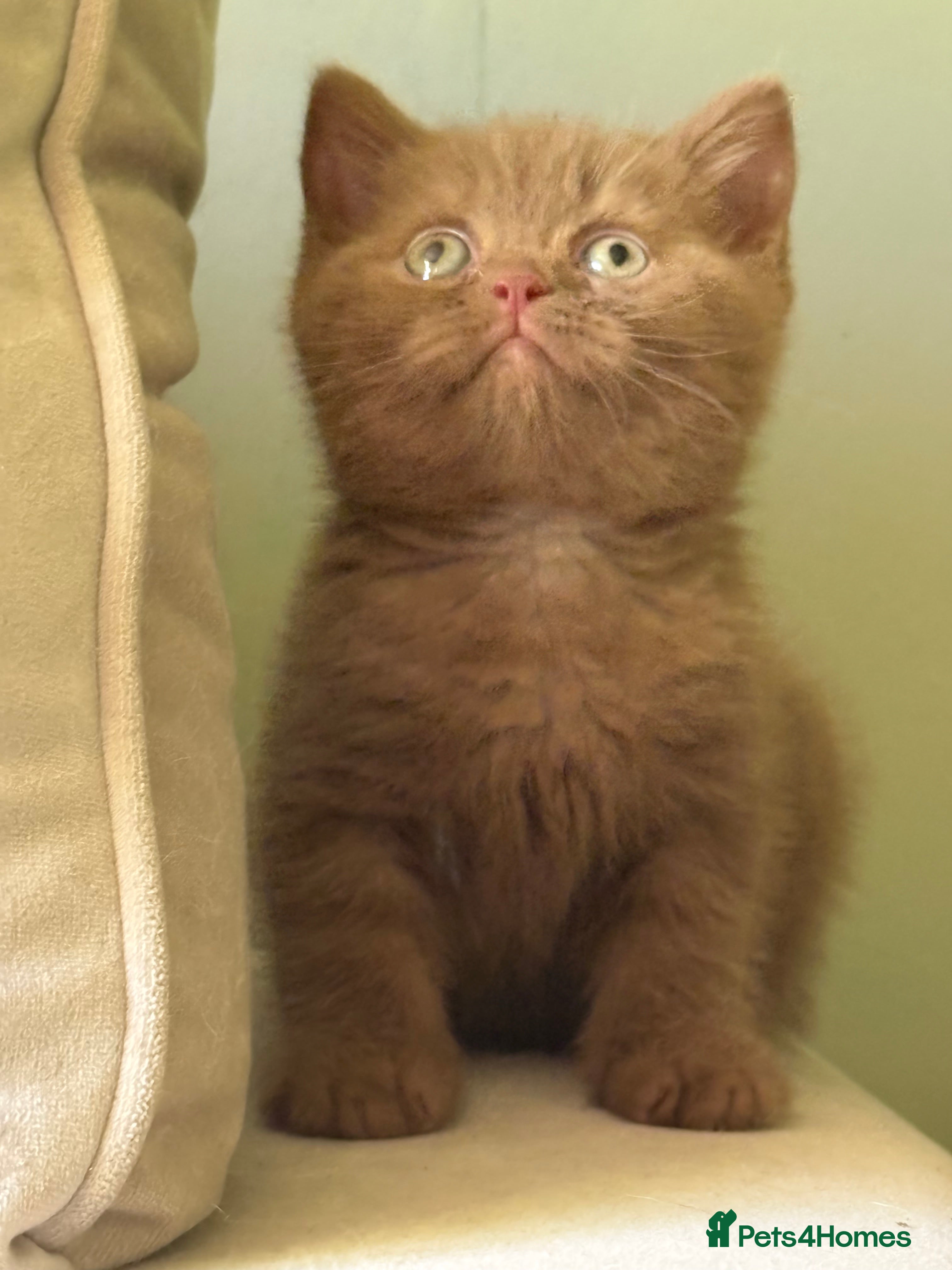 British Shorthair cats GCCF REG BOYS  - Advert 1