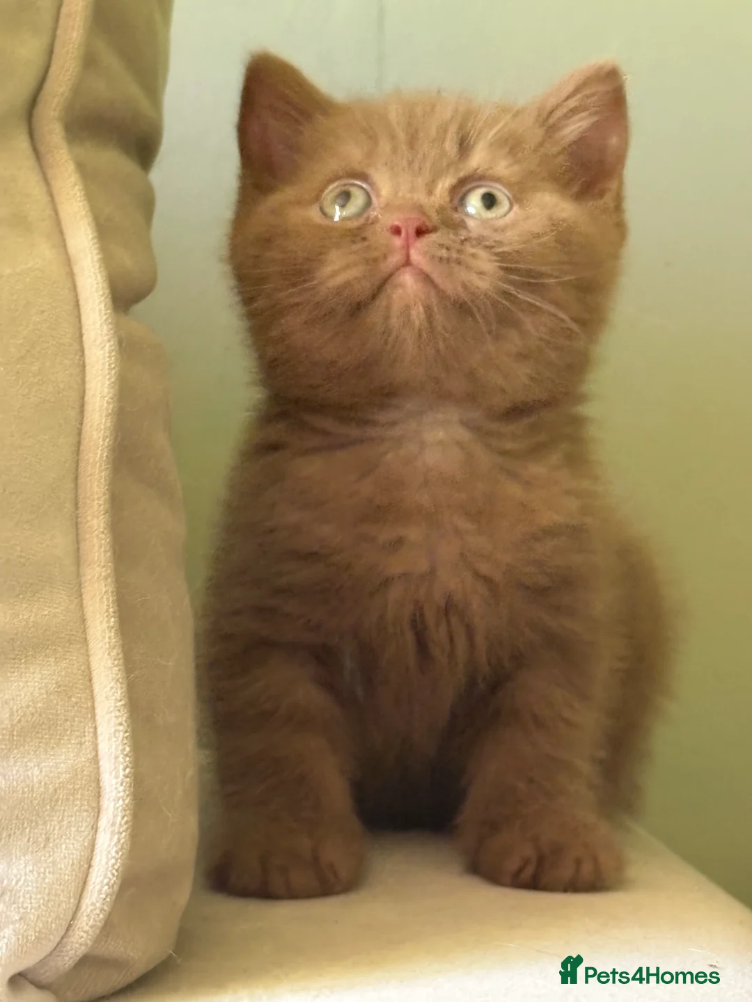 British Shorthair cats for sale: GCCF REG BOYS  - Advert 1