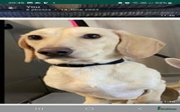 Miniature Dachshund dogs for stud: EXCEPTIONAL KC CREAM SMOOTH MINATURE DAXI STUD in Hinckley - Image 3