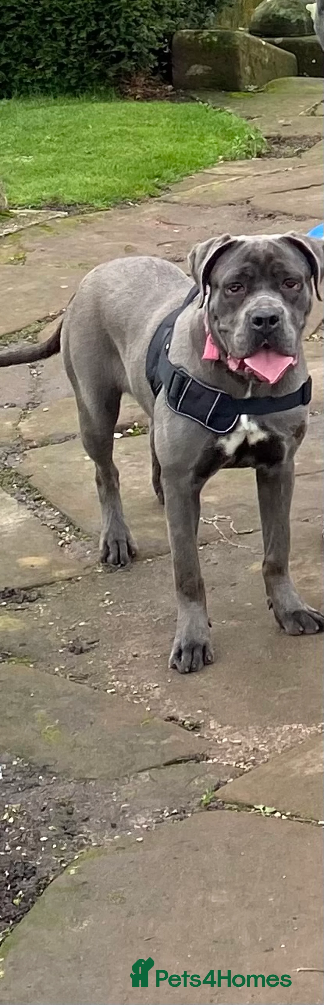 Cane Corso dogs for sale:  Xena 11 month old black-collar cane corso - Advert 3