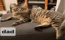 Scottish Fold cats for sale: 7 kittens for sale - ready 16th december - Image 2