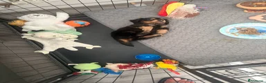 Miniature Dachshund 1