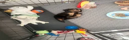 Miniature Dachshund dogs for sale: Stunning long haired miniature dachshund  - Advert 2