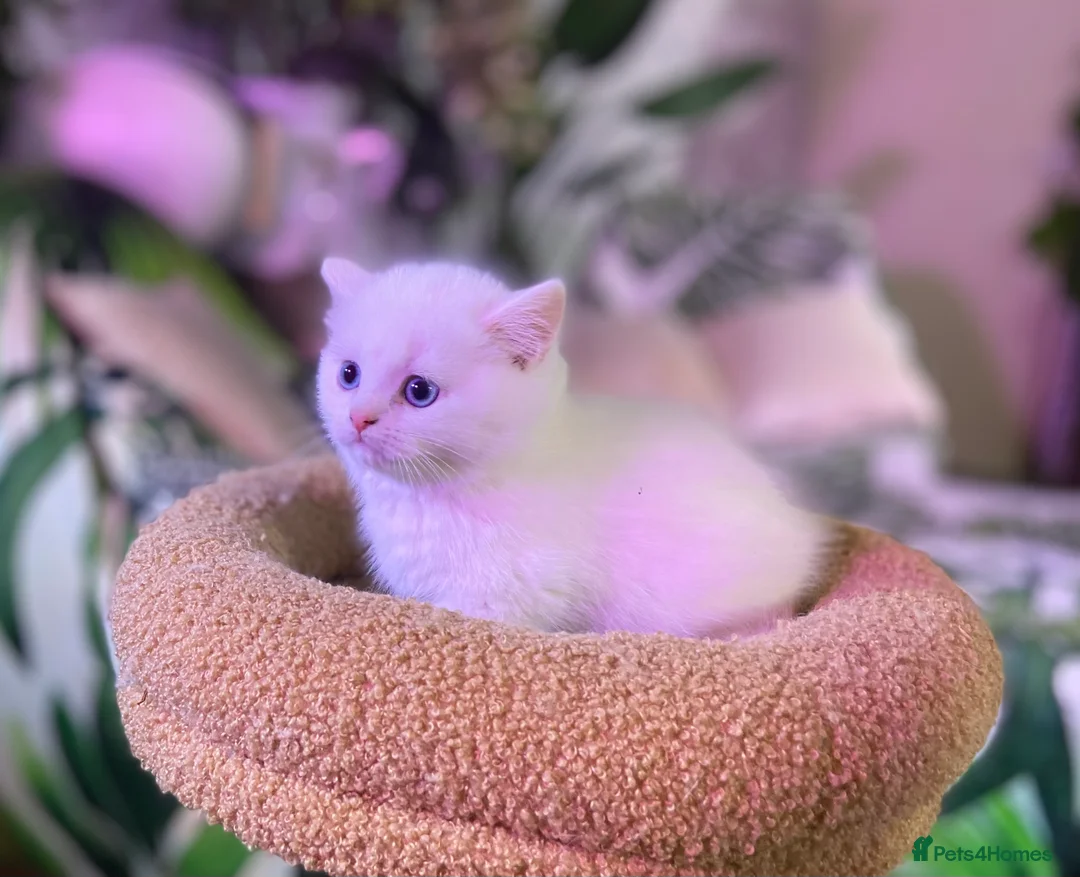 Munchkin cats for sale: Full Pedigree Munchkin Kittens( 7 weeks old)  - Advert 1