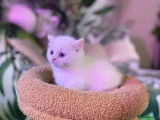 Munchkin cats Full Pedigree Munchkin Kittens( 7 weeks old) - Advert 14