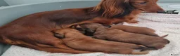 Miniature Dachshund dogs for sale: Gorgeous Miniature Dachshund Puppies in York - Advert 21