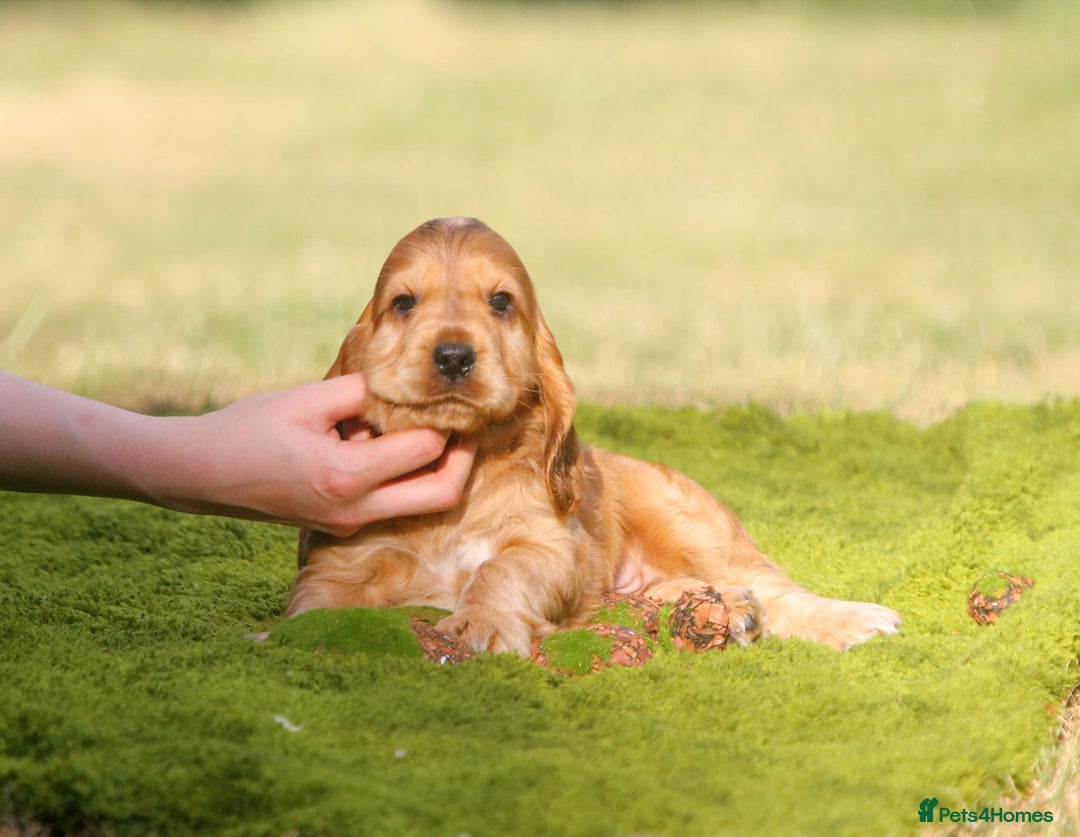 Cocker Spaniel dogs for sale: Show type cocker spaniel pups by Rosie - Image 14