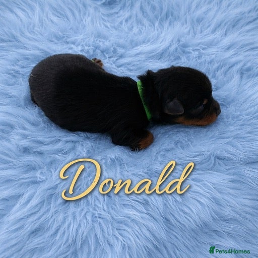 Yorkshire Terrier dogs Adorarable Yorkie Boys 5🌟Licenced Breeder - Advert 1