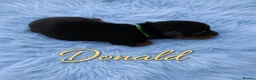 Yorkshire Terrier dogs for sale: Adorarable Yorkie Boys 5🌟Licenced Breeder - Advert 20