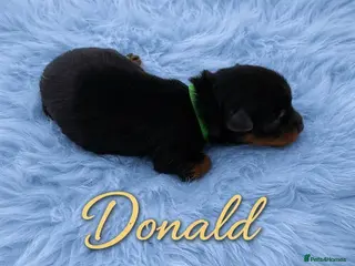 Yorkshire Terrier dogs Adorarable Yorkie Boys 5🌟Licenced Breeder - Advert 1