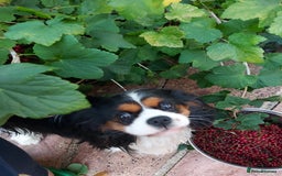 Cavalier King Charles Spaniel dogs for stud: CKCS STUD DOG/ DNA / CHAMPION LINES  - Image 7