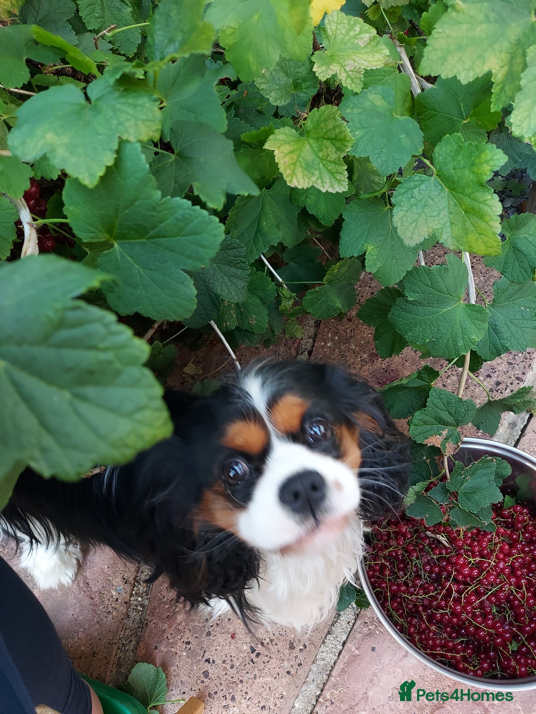 Cavalier King Charles Spaniel dogs for stud: CKCS STUD DOG/ DNA / CHAMPION LINES  - Image 7