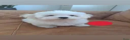 Maltese dogs for sale: 🐾❤️Beautiful Maltese Puppies For Sale❤️🐶 - Advert 5