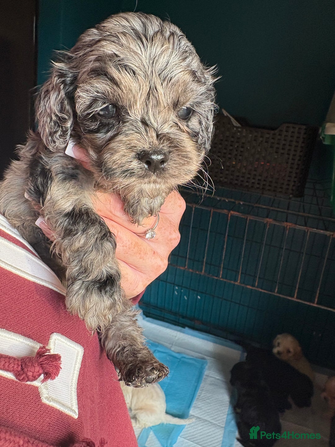 Cockapoo dogs for sale: Beautiful cockapoos - Advert 7