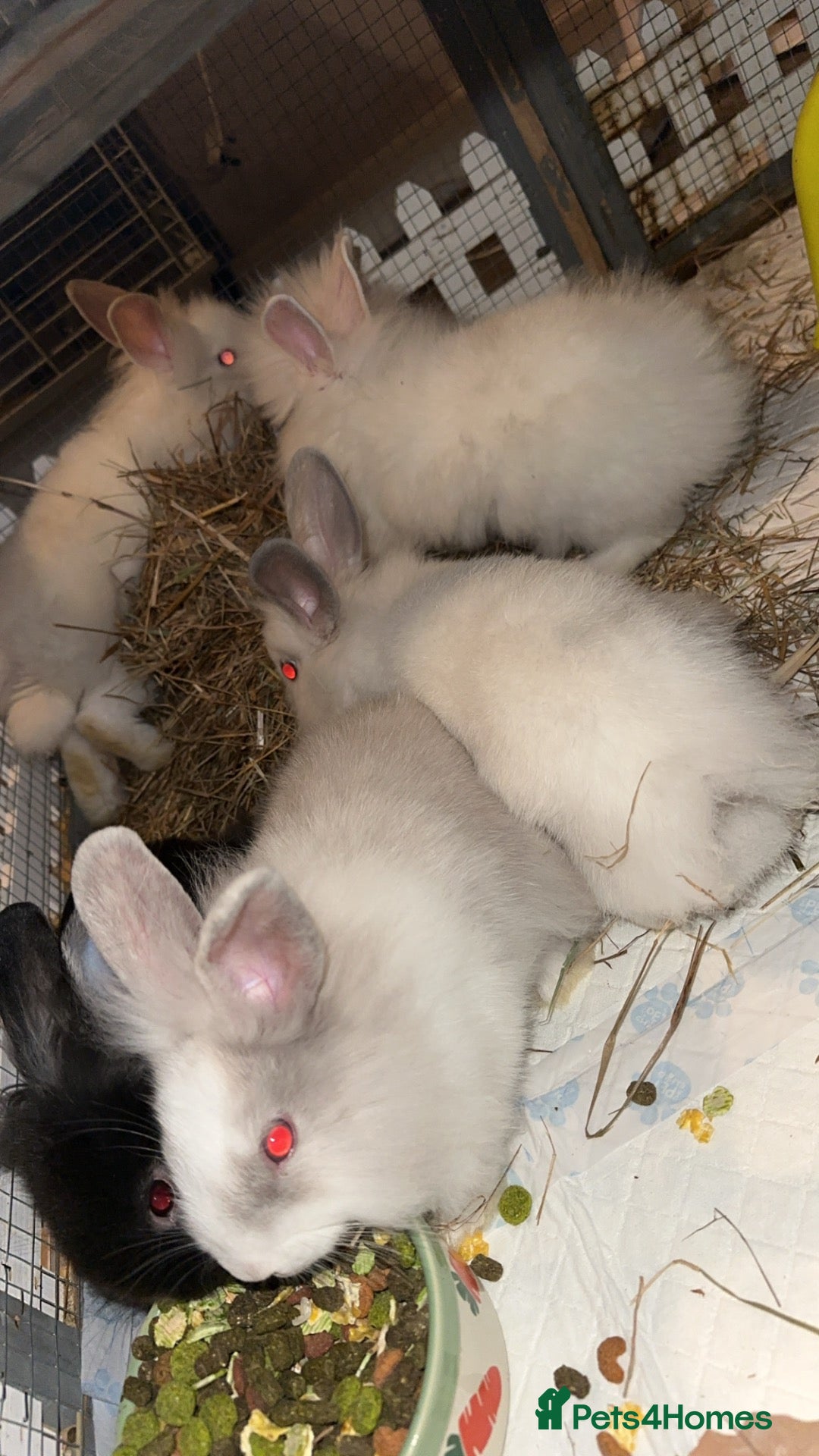 Lionhead rabbits Mixed lot of double main Lionhead bunnies 😍 - Advert 1