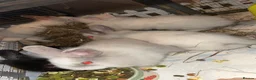 Lionhead rabbits for sale: Mixed lot of double main Lionhead bunnies 😍 - Advert 1