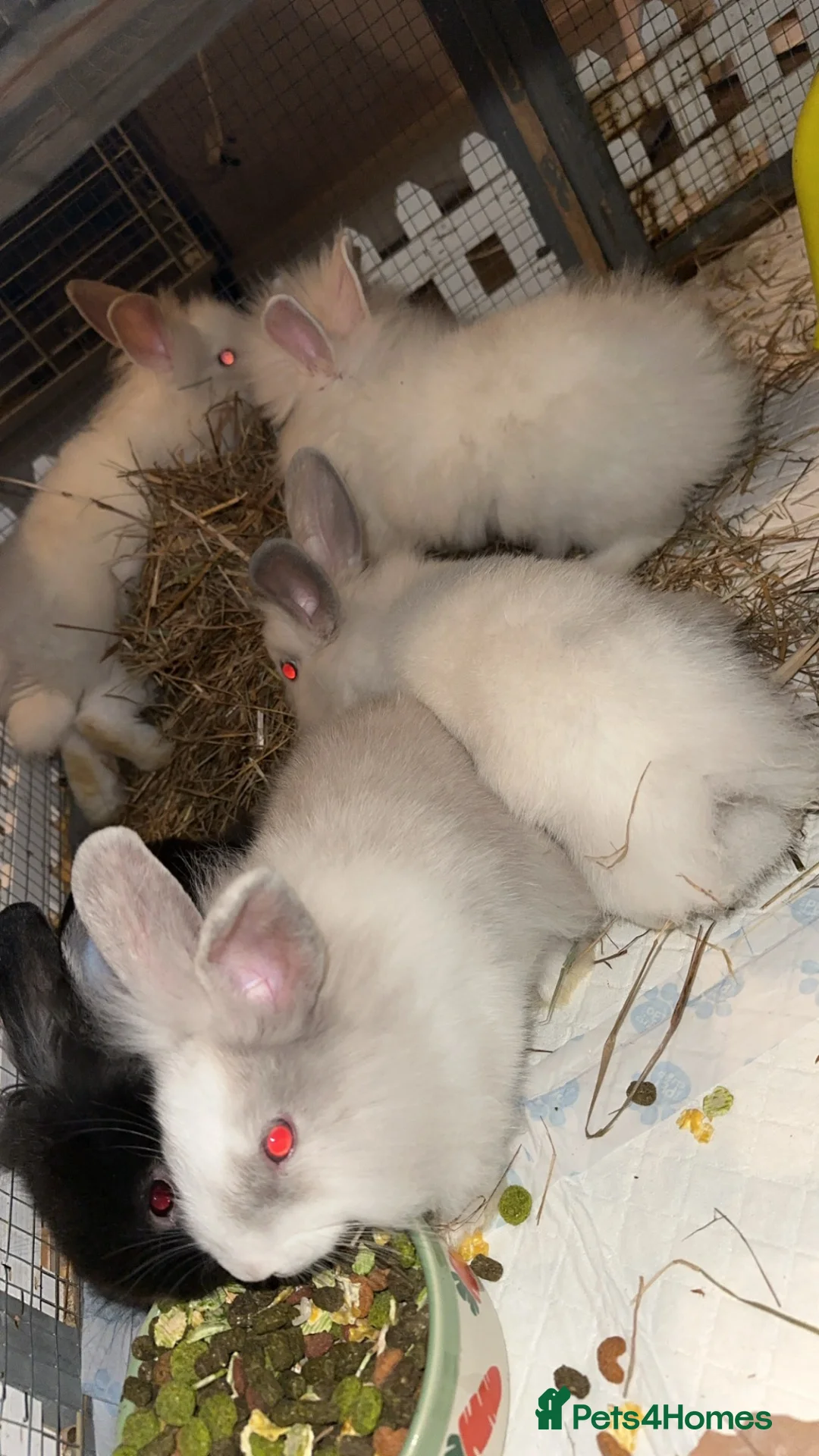 Lionhead rabbits for sale: Mixed lot of double main Lionhead bunnies 😍 - Advert 1