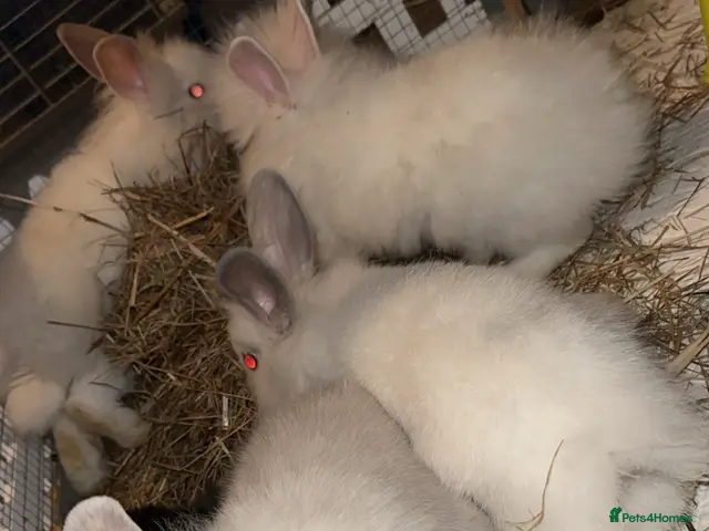 Lionhead rabbits Mixed lot of double main Lionhead bunnies 😍 - Advert 2
