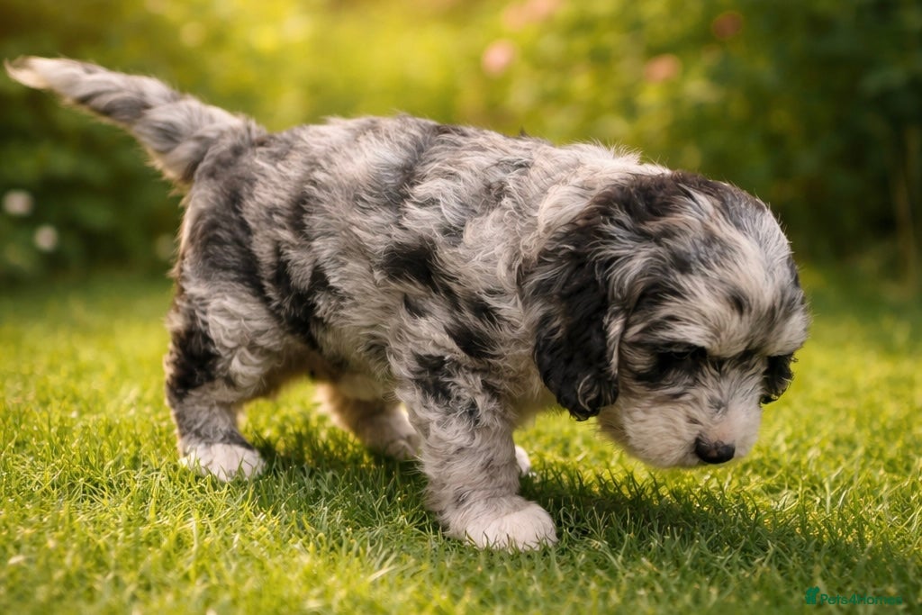 Australian Labradoodle dogs AUSTRALIAN LABRADOODLE 2 Boy 1 Girls - Advert 2
