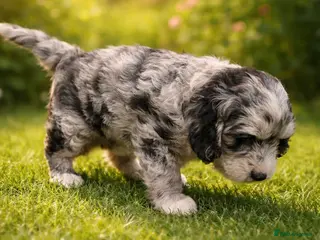 Australian Labradoodle dogs AUSTRALIAN LABRADOODLE 2 Boy 1 Girls - Advert 2
